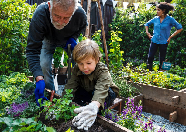 A grandfather and his young grandson planting herbs together in a raised garden bed, with a woman standing nearby in the background