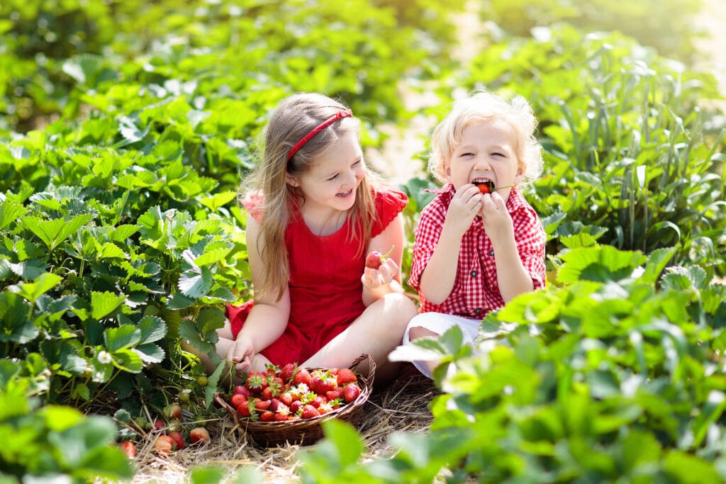 Two young children smiling and enjoying a basket of freshly picked strawberries in a lush green patch