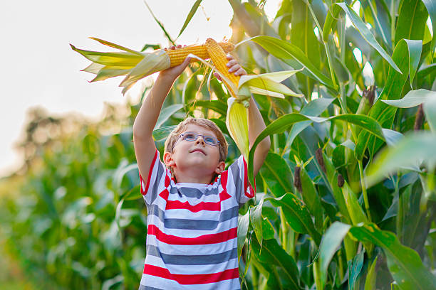 A joyful young boy wearing glasses and a striped shirt harvesting corn, holding two ears high above his head in a sunny cornfield
